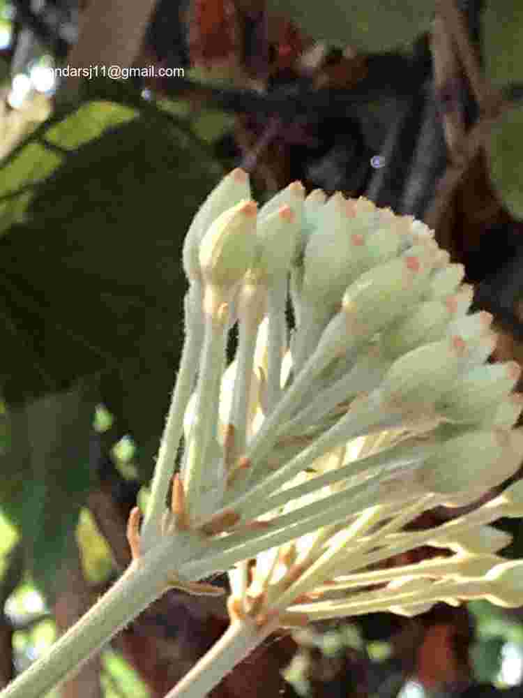 Phanera vahlii