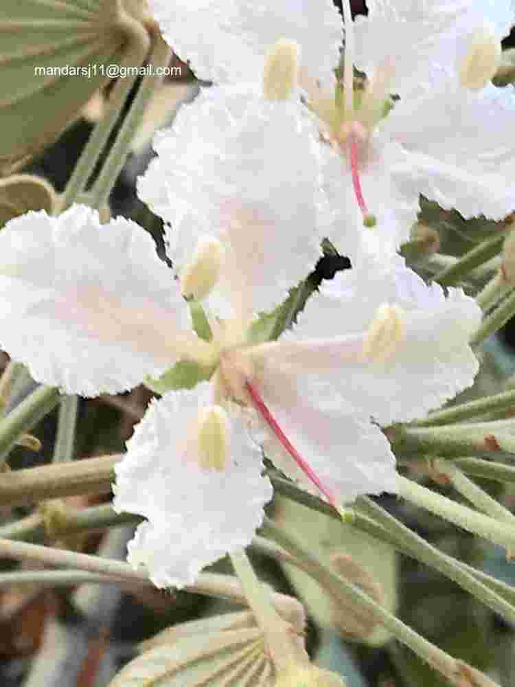 Phanera vahlii