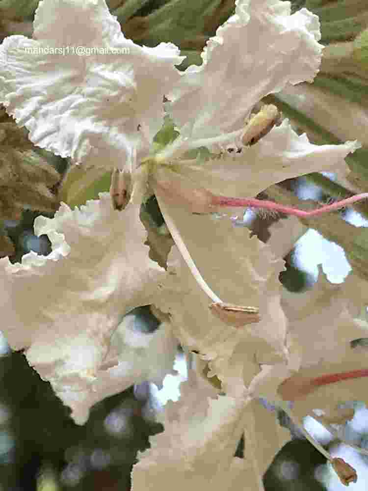 Phanera vahlii