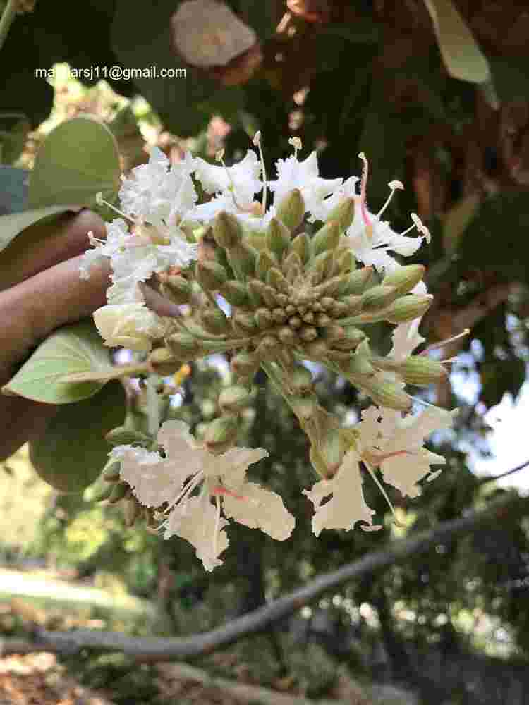 Phanera vahlii