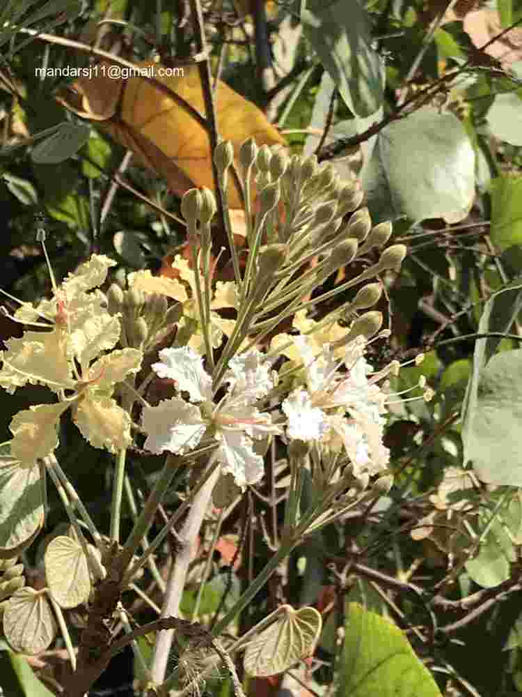 Phanera vahlii