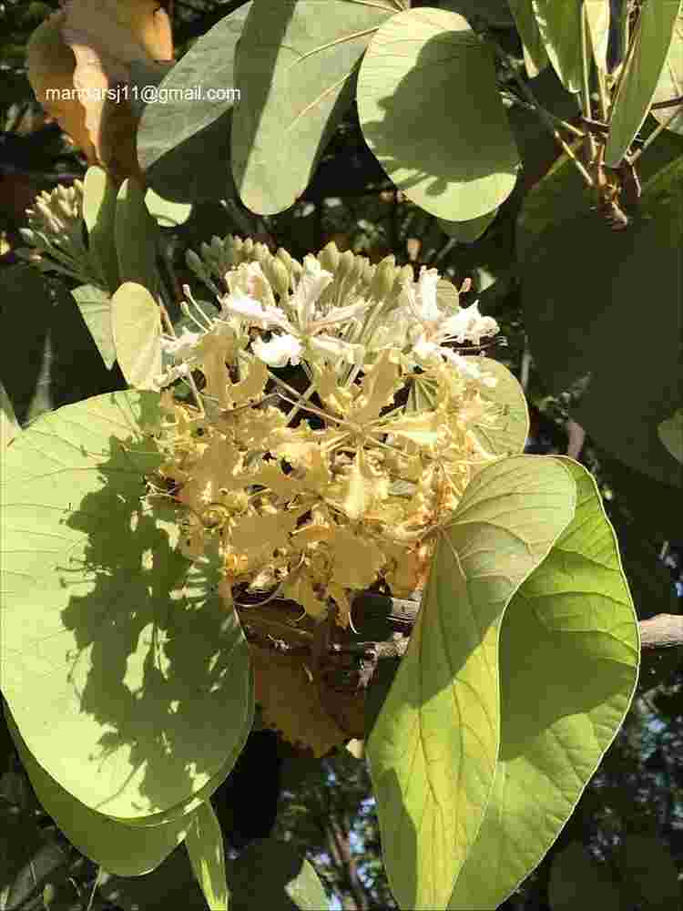Phanera vahlii
