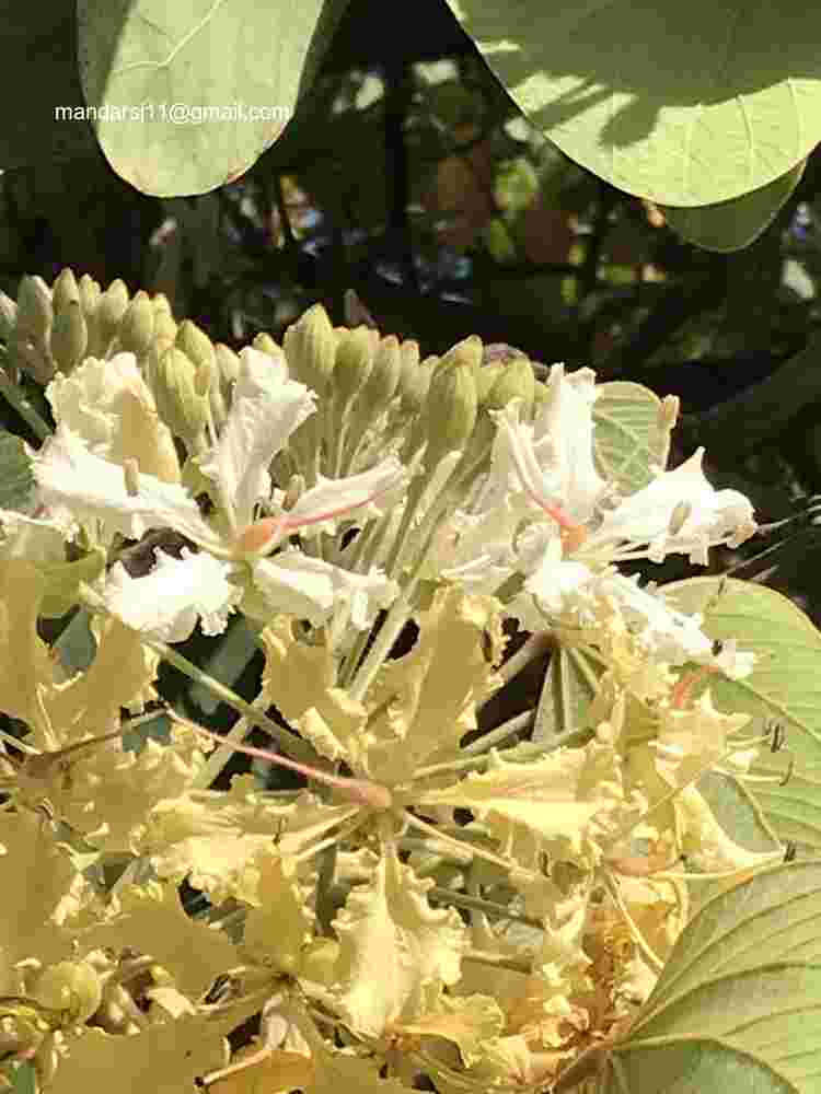 Phanera vahlii