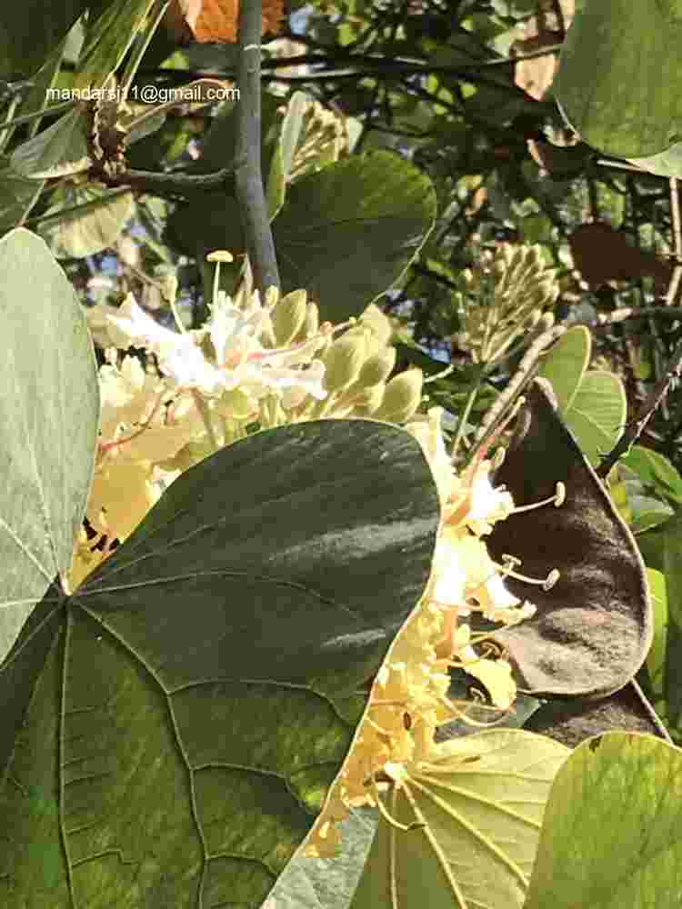Phanera vahlii
