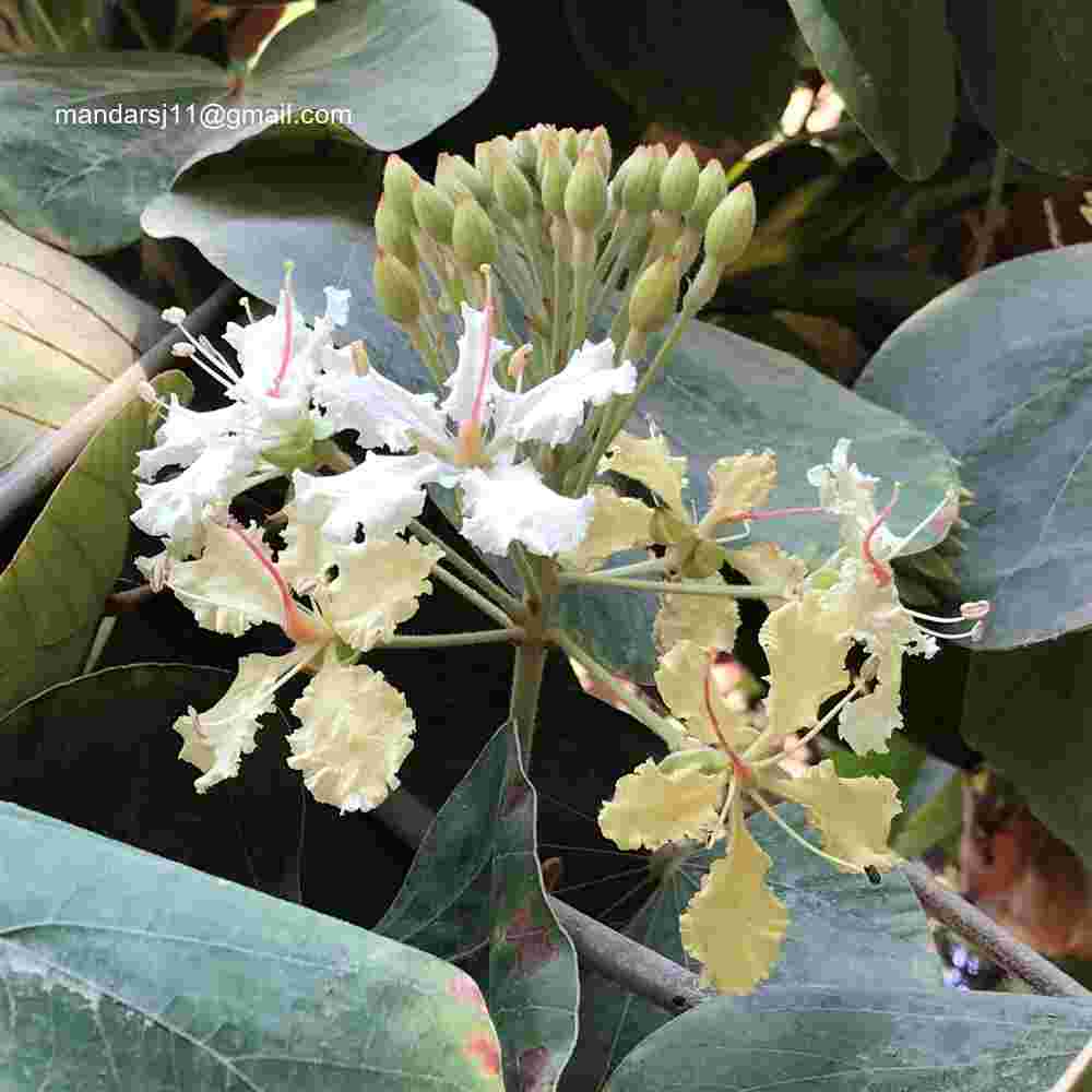 Phanera vahlii