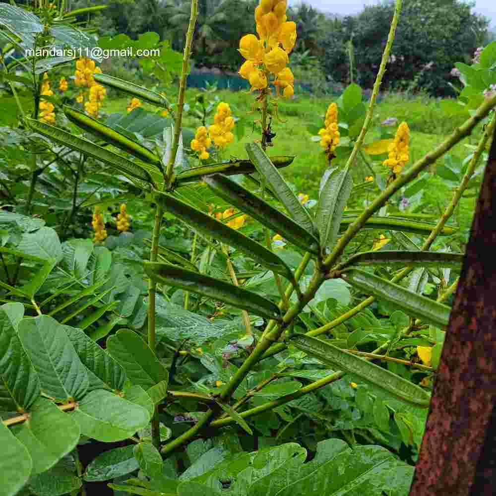 Senna alata