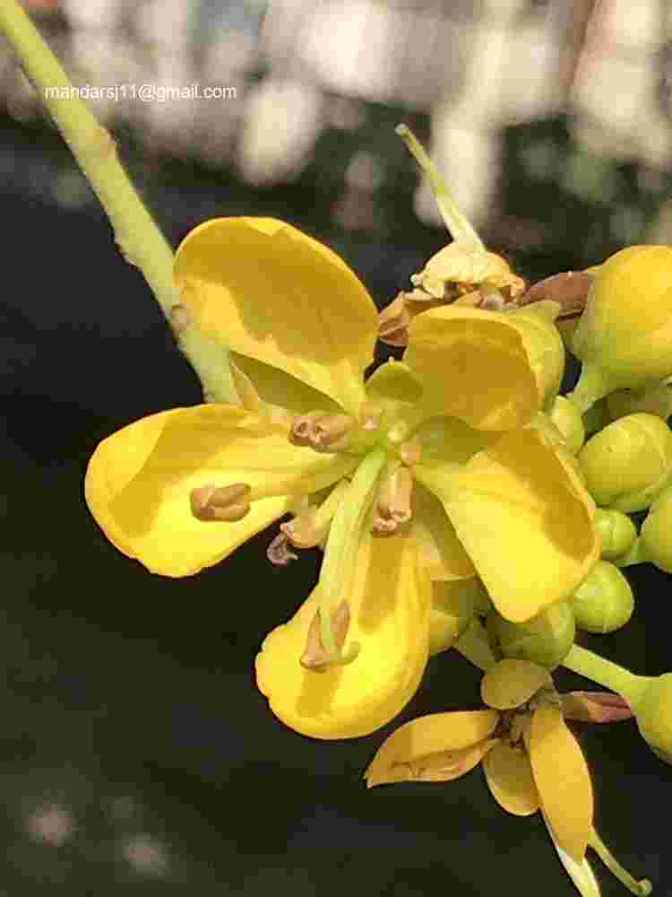 Senna siamea