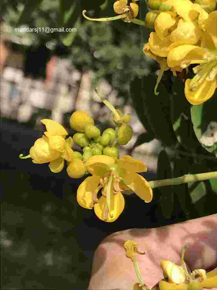 Senna siamea