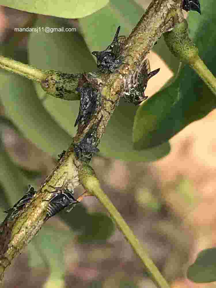 Senna sulfurea