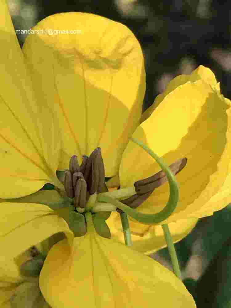 Senna sulfurea