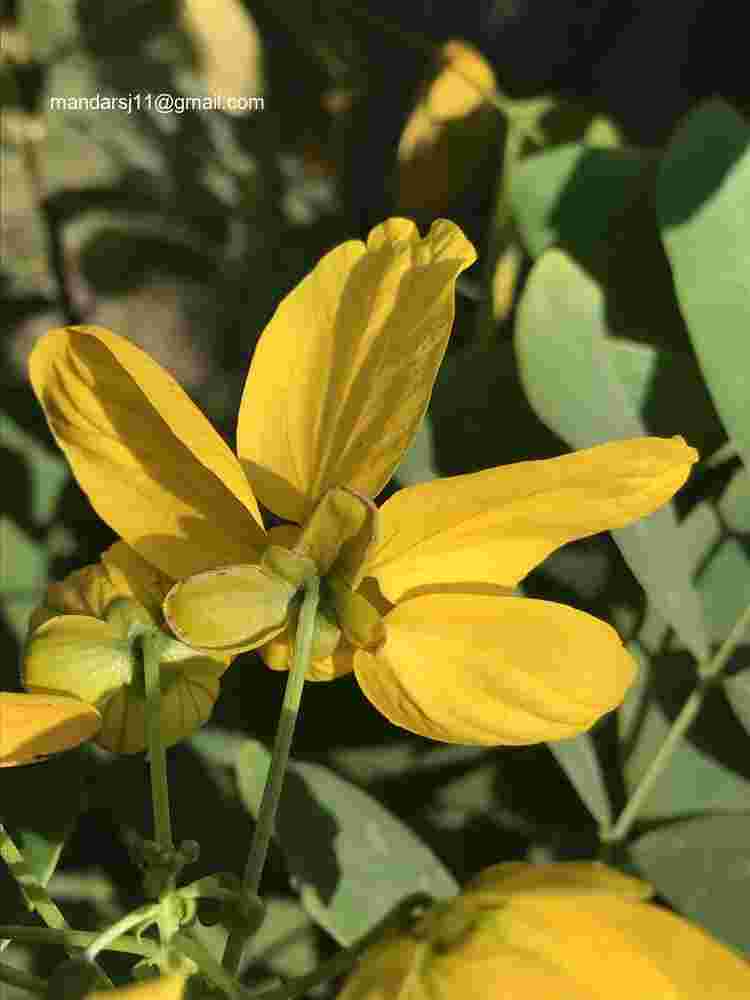 Senna sulfurea