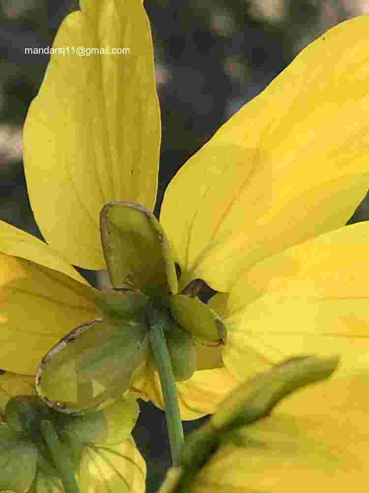Senna sulfurea