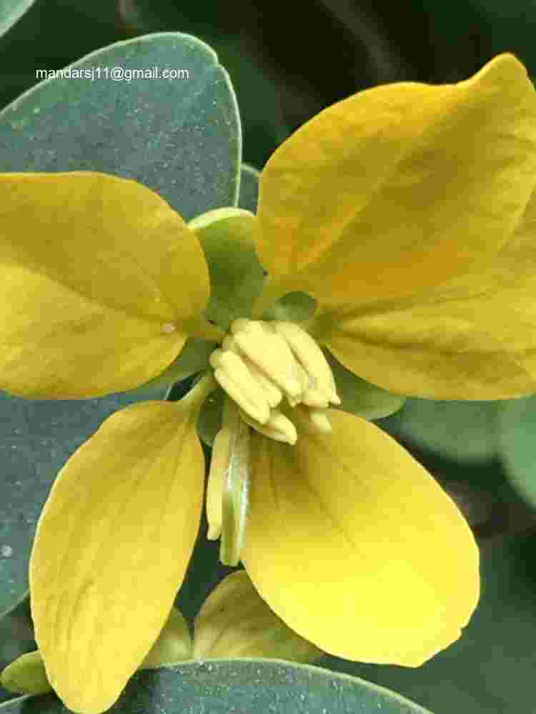 Senna sulfurea