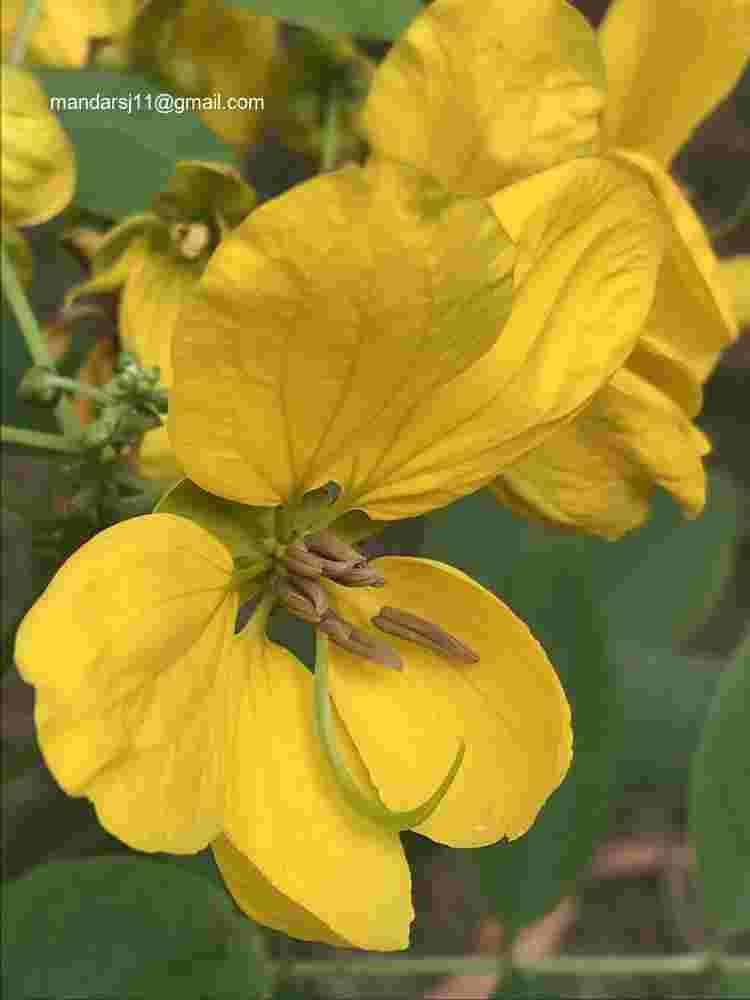 Senna sulfurea
