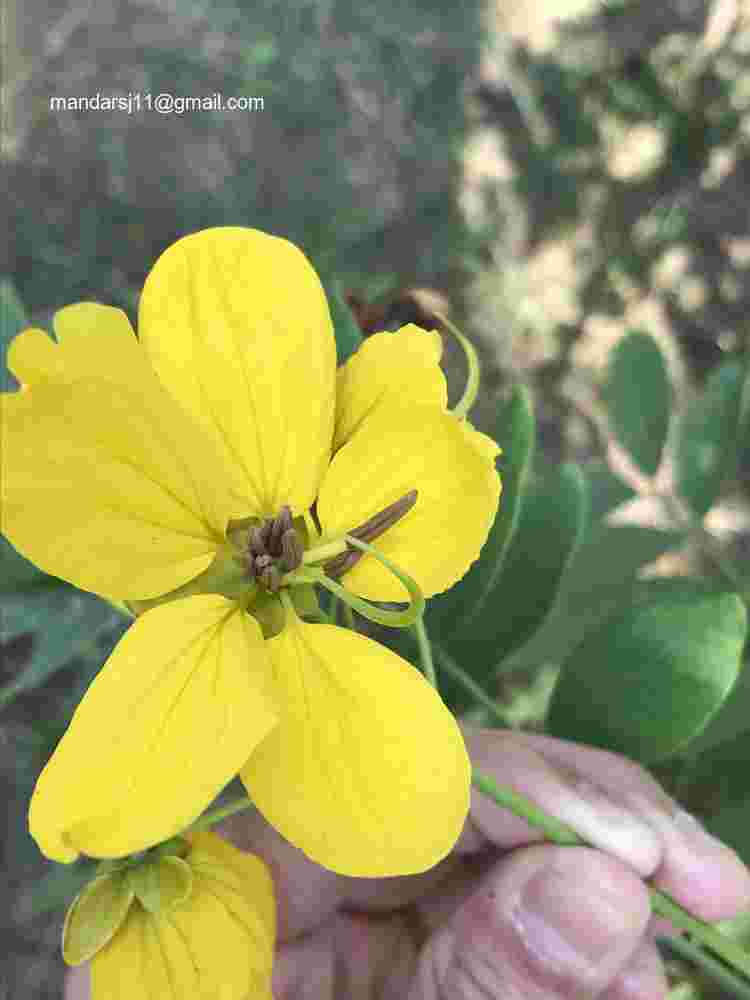 Senna sulfurea