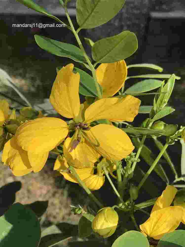 Senna sulfurea