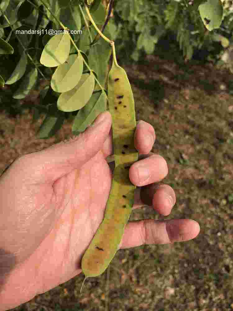 Senna sulfurea