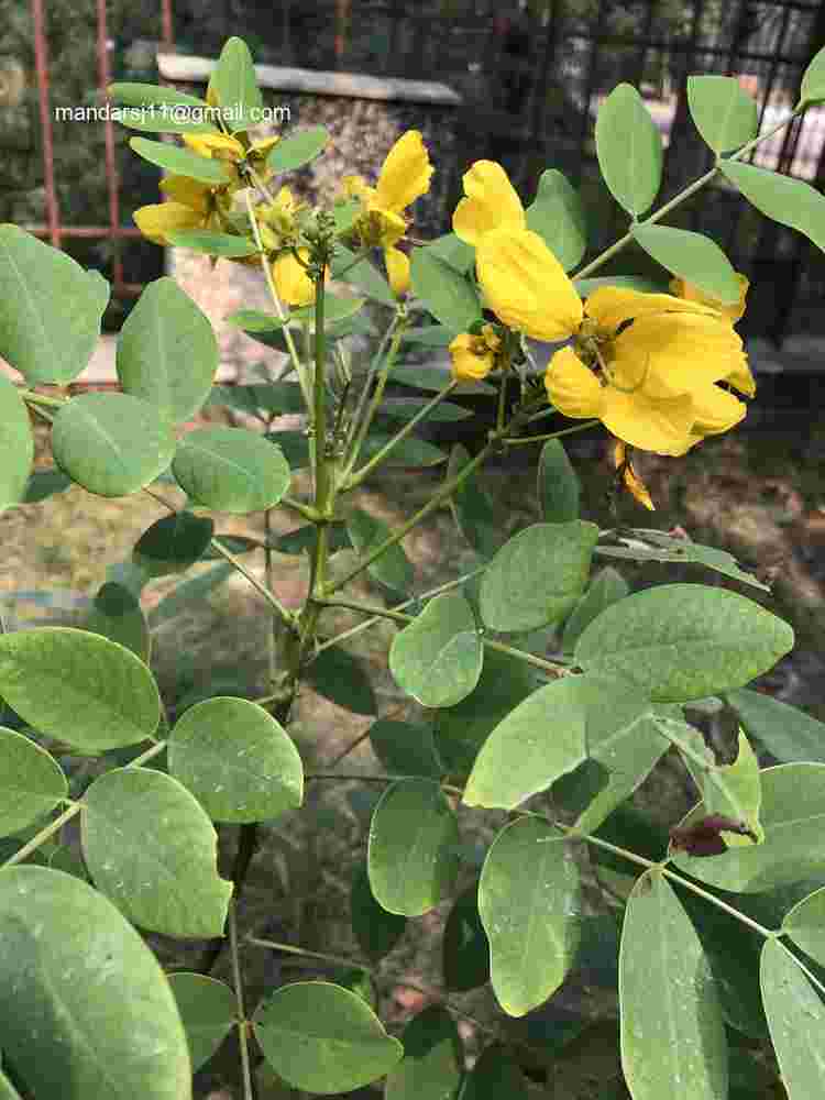 Senna sulfurea