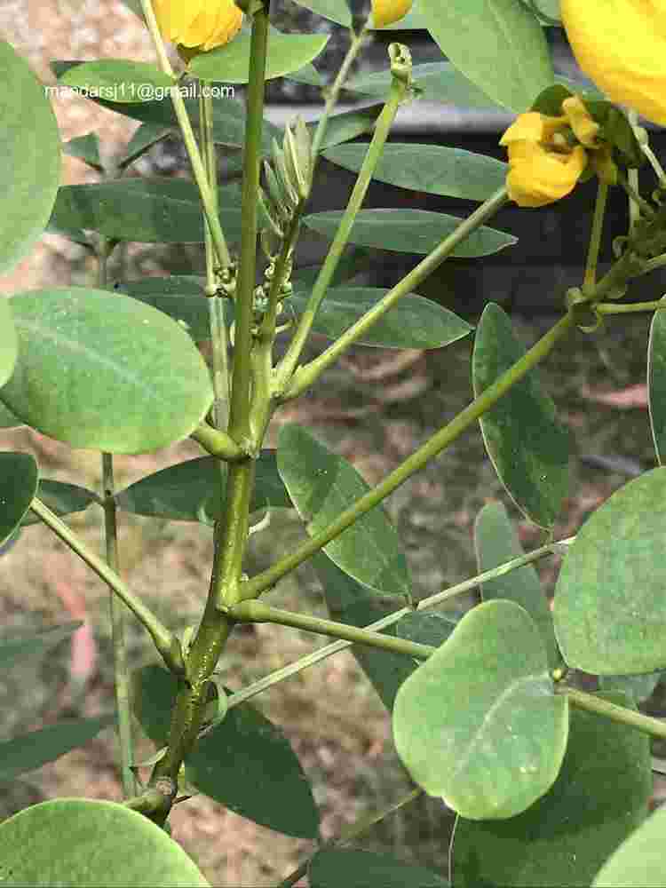 Senna sulfurea