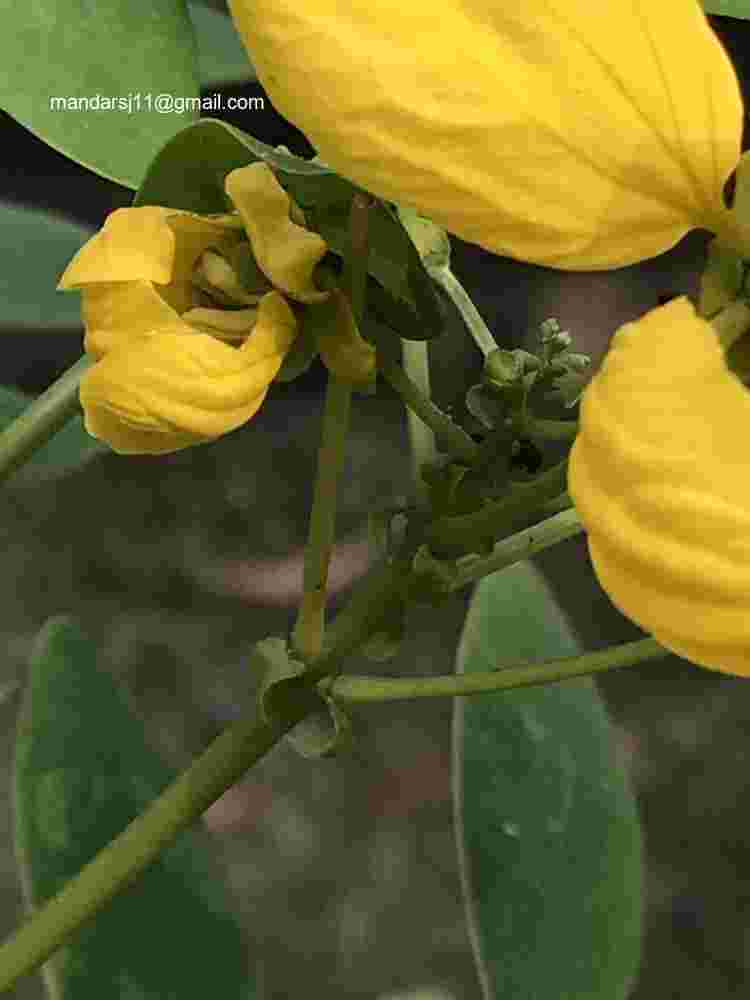 Senna sulfurea