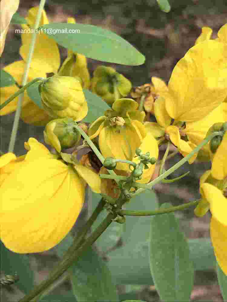 Senna sulfurea