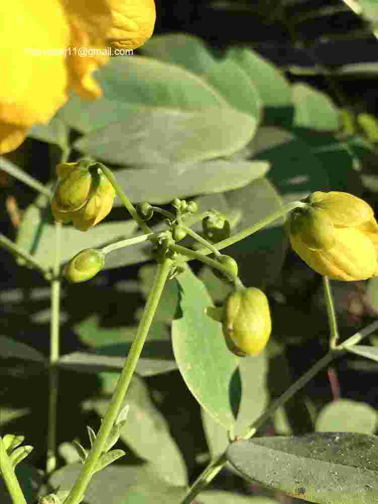 Senna sulfurea