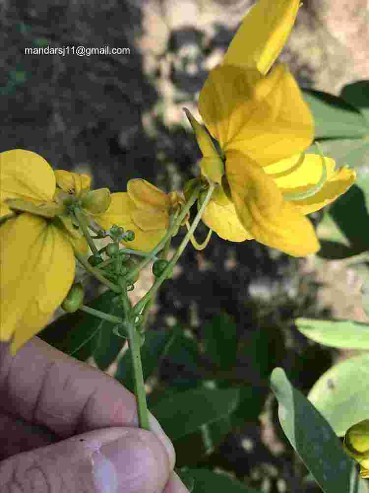 Senna sulfurea