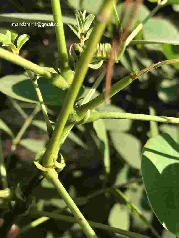 Senna sulfurea