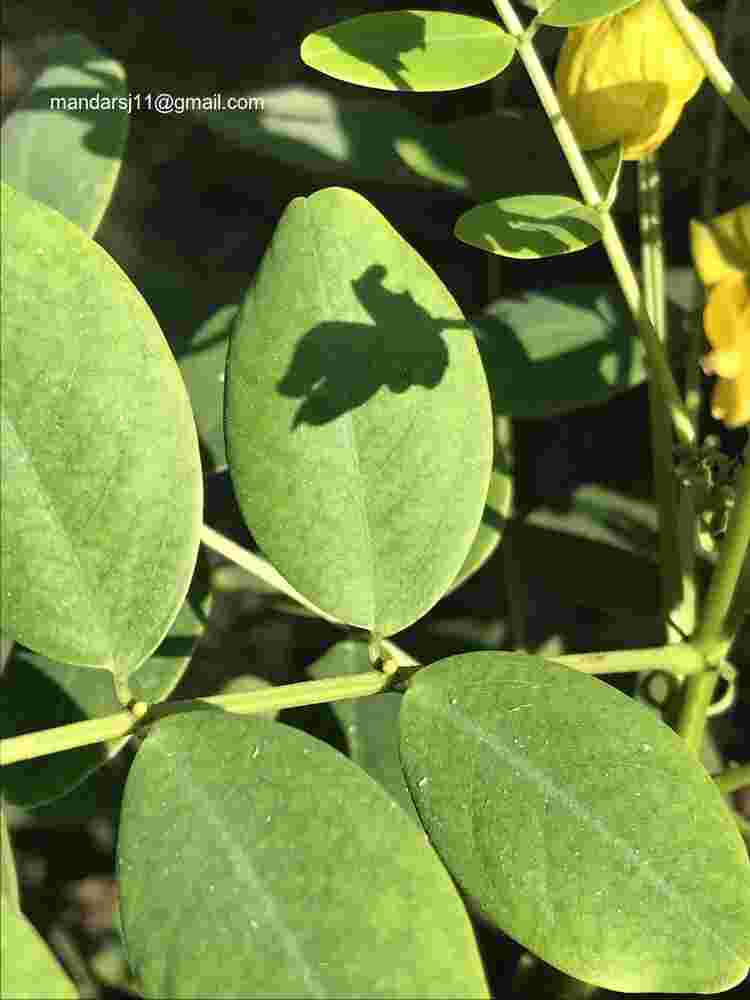 Senna sulfurea
