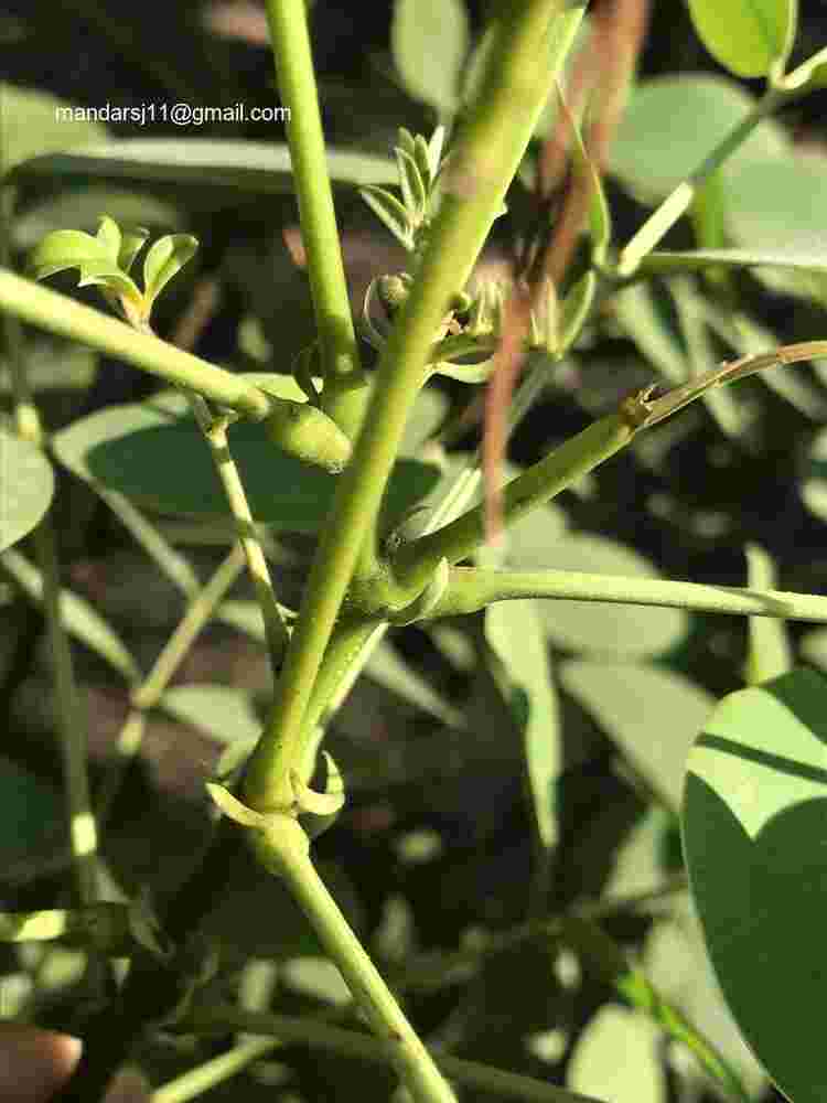 Senna sulfurea