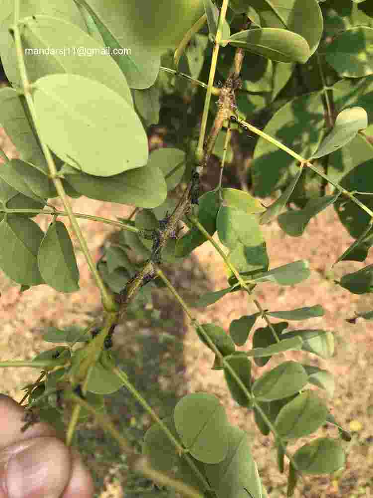 Senna sulfurea