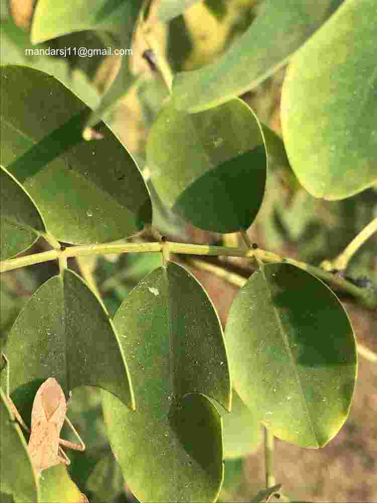 Senna sulfurea