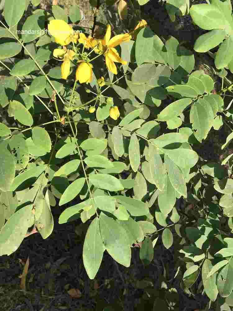 Senna sulfurea