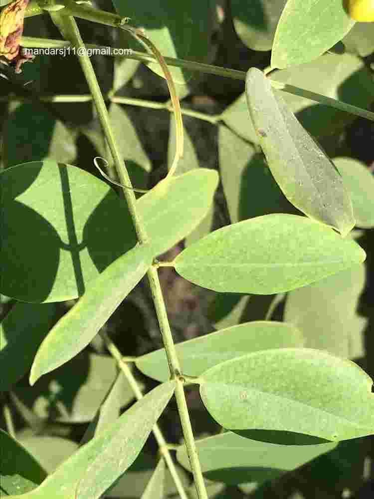 Senna sulfurea