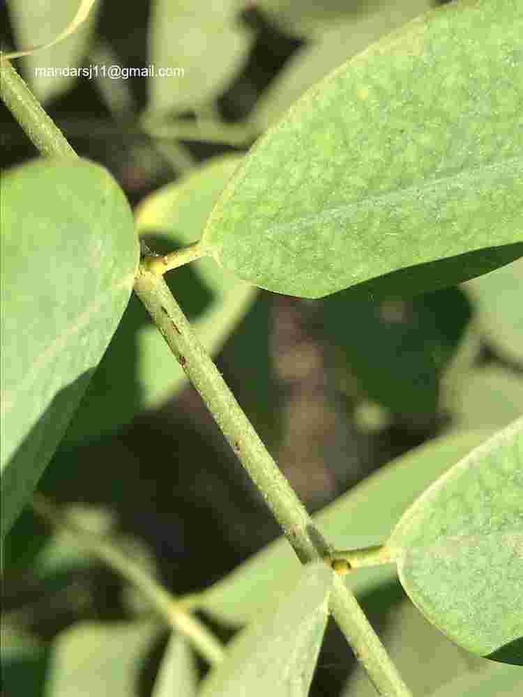 Senna sulfurea
