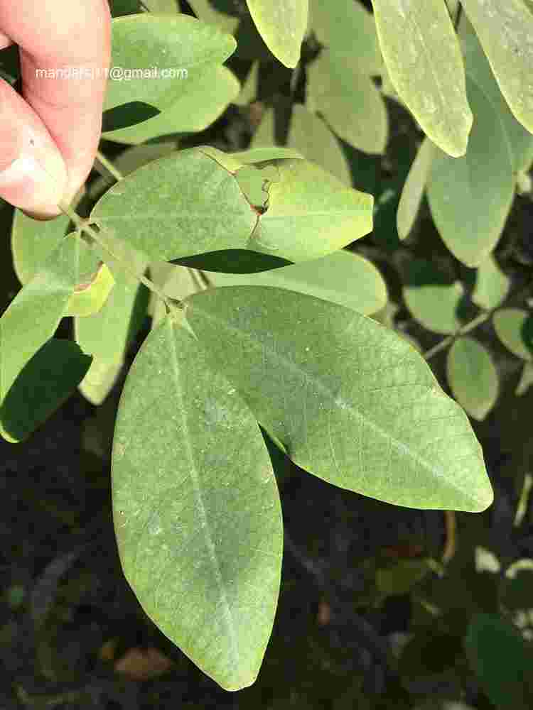Senna sulfurea