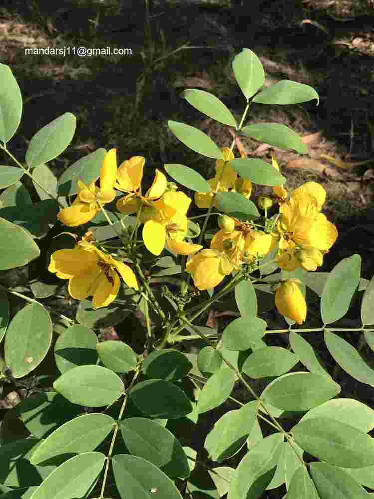 Senna sulfurea