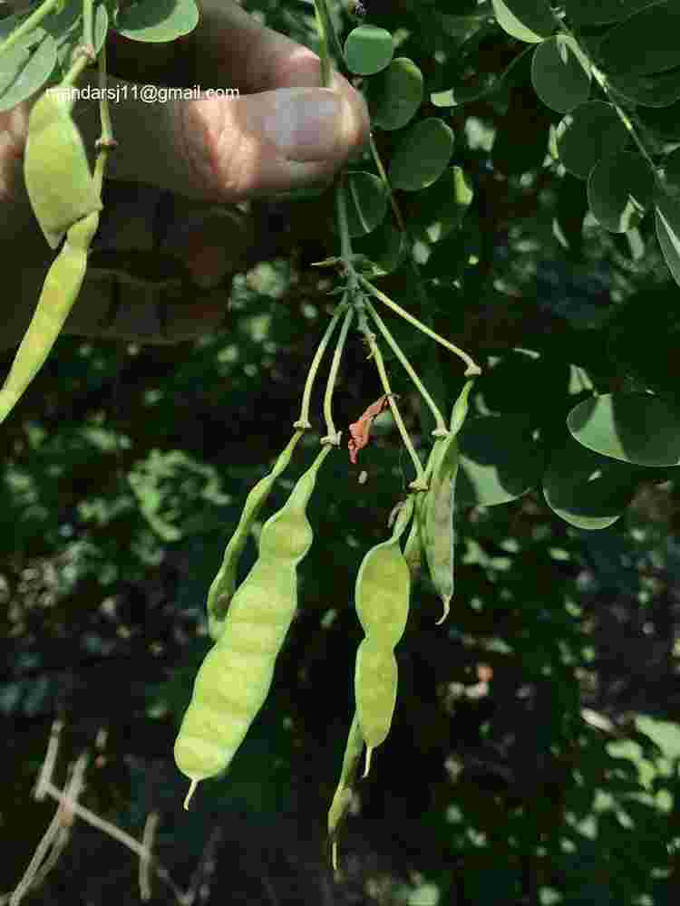 Senna sulfurea