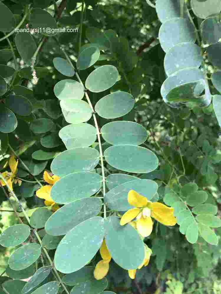 Senna sulfurea