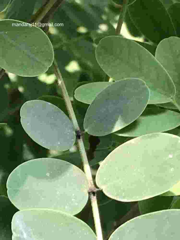 Senna sulfurea