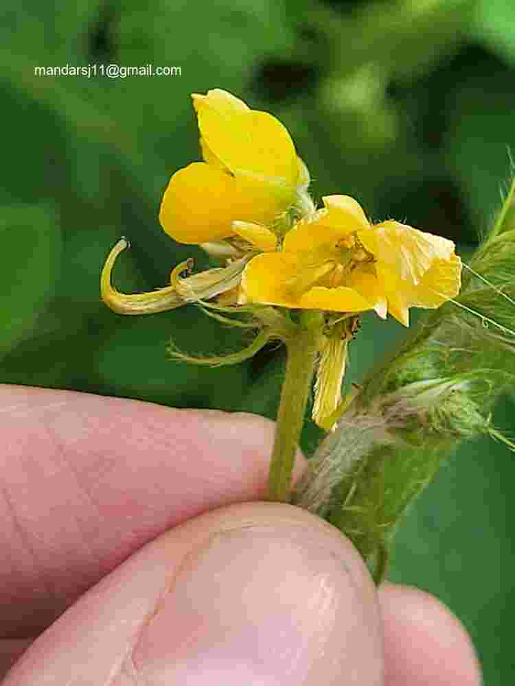 Senna uniflora