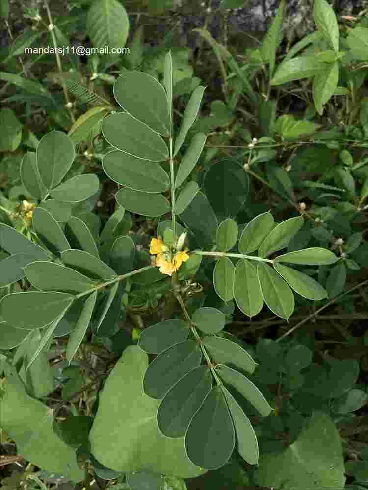 Senna uniflora