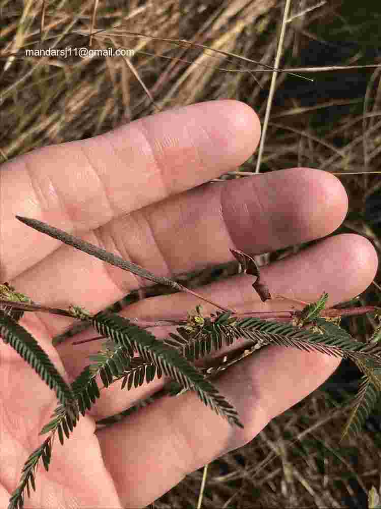 Chamaecrista mimosoides