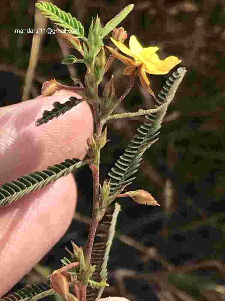 Chamaecrista mimosoides