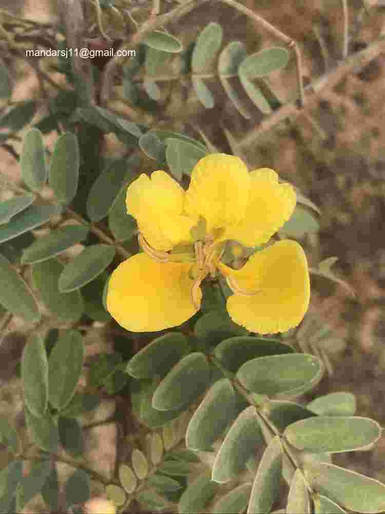 Senna auriculata