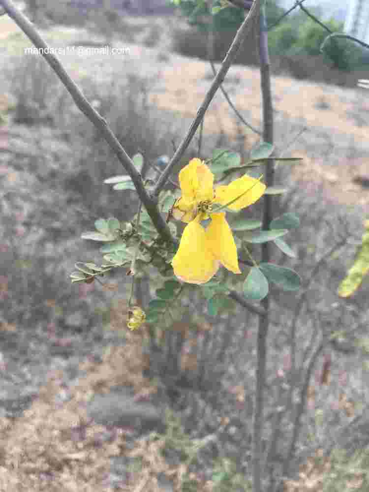 Senna auriculata