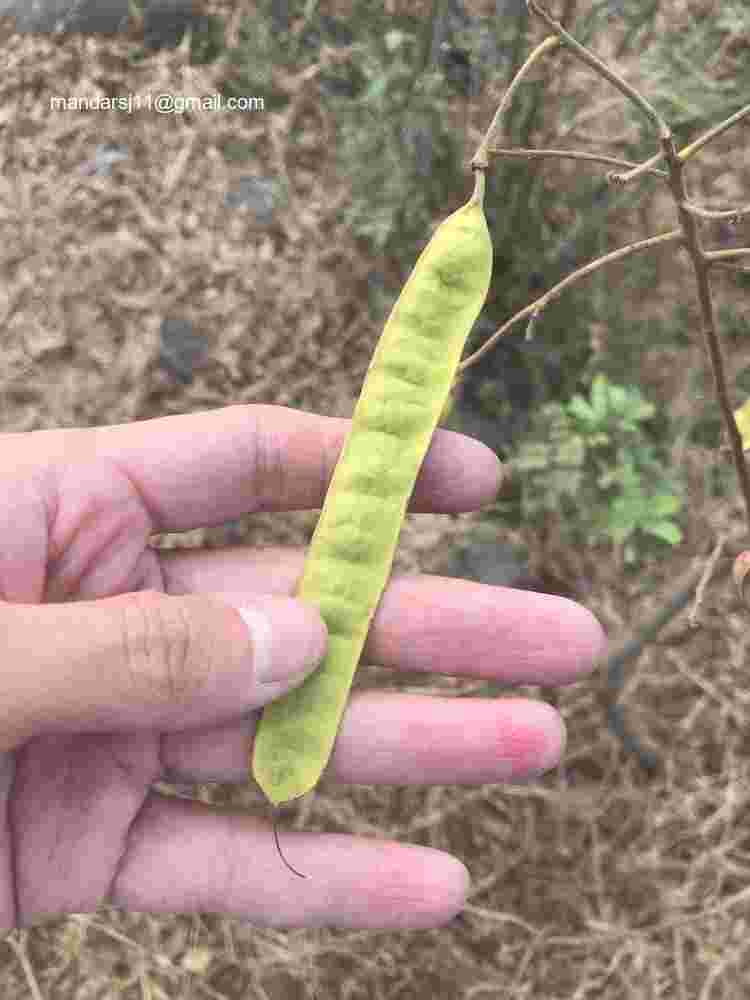 Senna auriculata