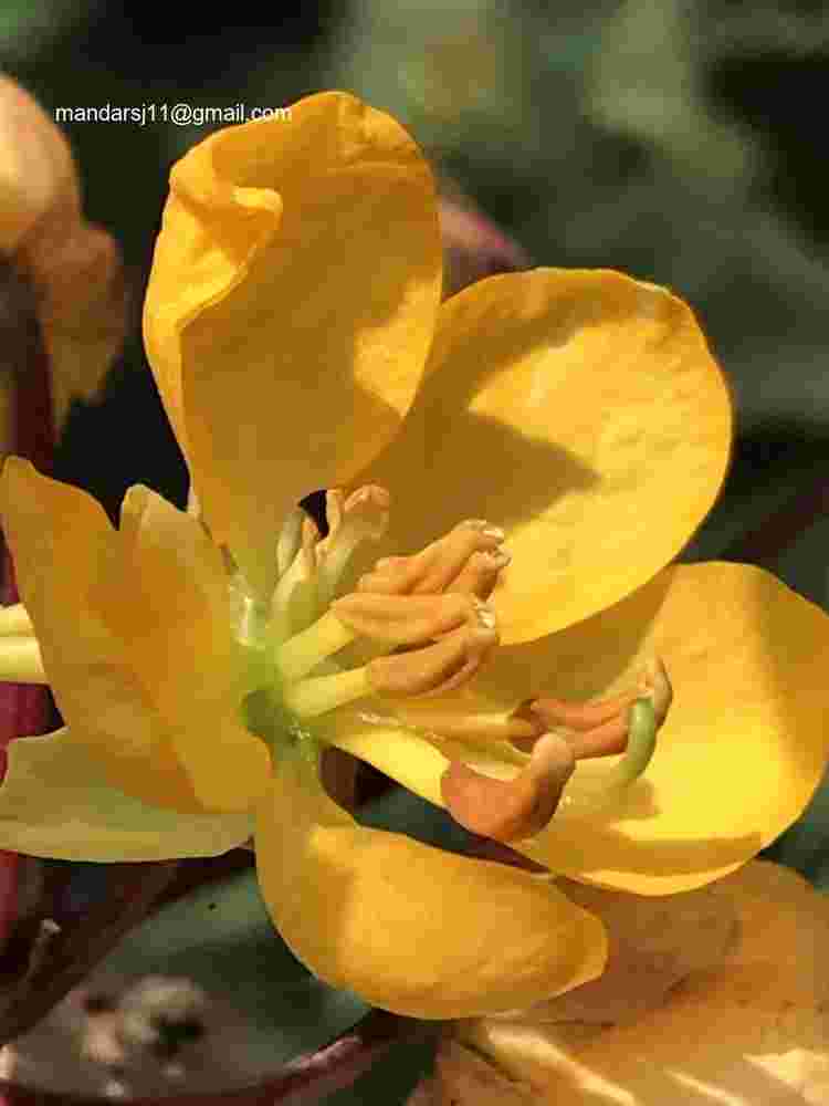 Senna occidentalis