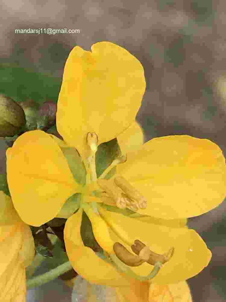 Senna occidentalis