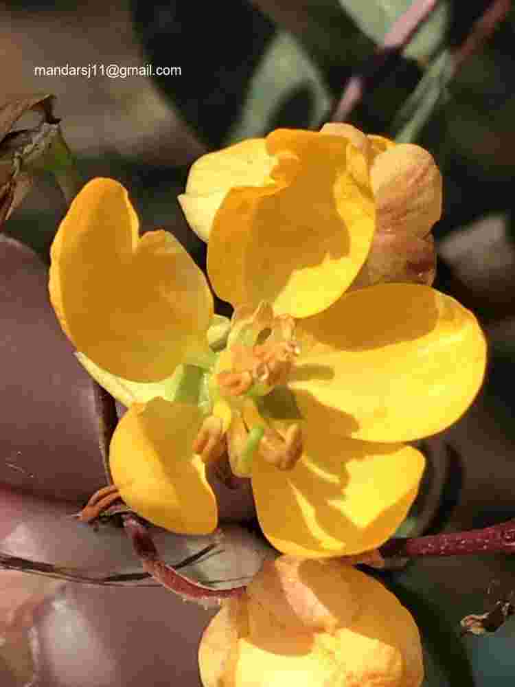 Senna occidentalis